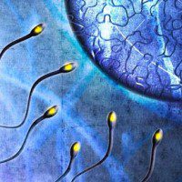 Sperm-swimming-towards-eg-001