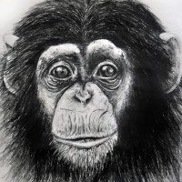 ChimpanzeeBaby