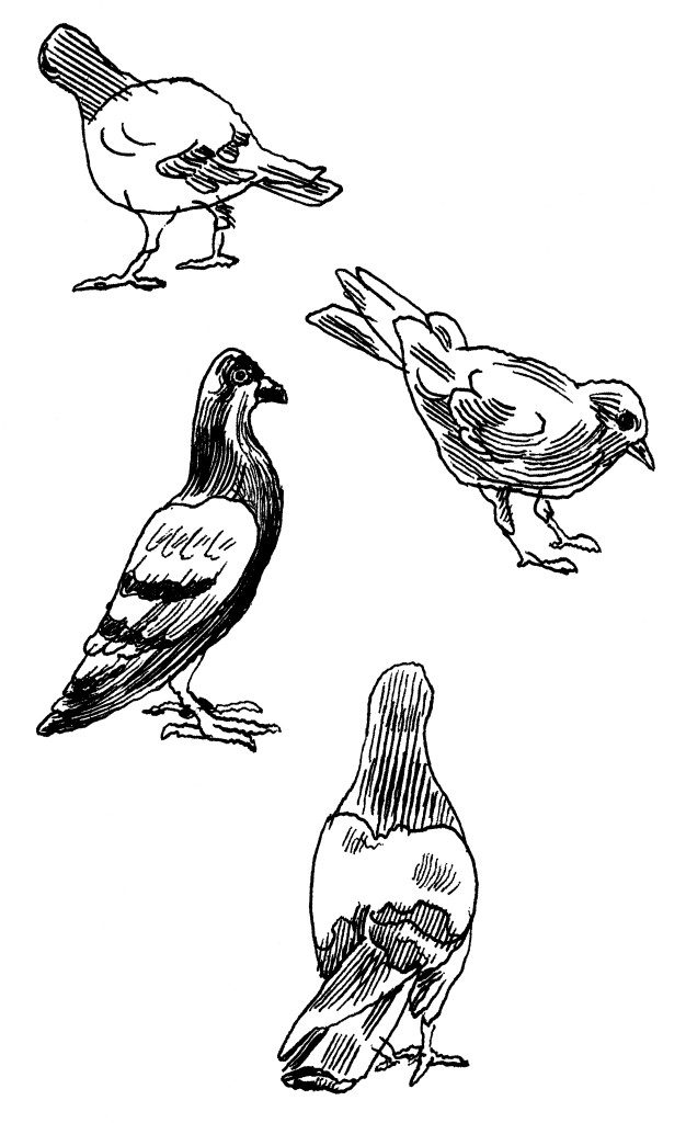 Pigeons (Jason Polan)