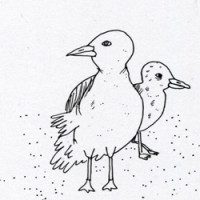 THE BINS: Gulls