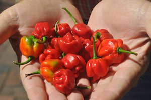 The hottest pepper on Earth?