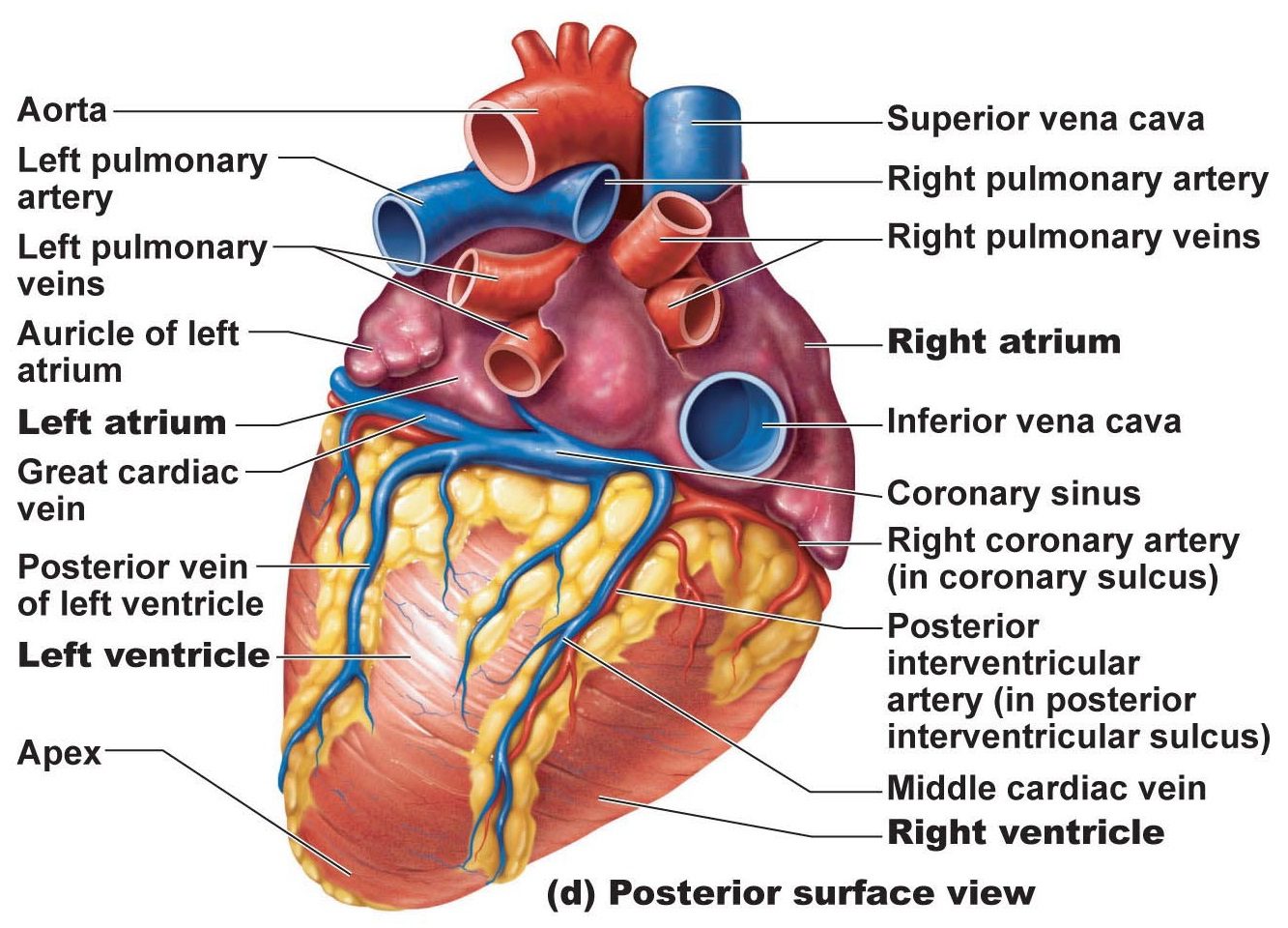 Posterior-surface-view-of-the-human-heart