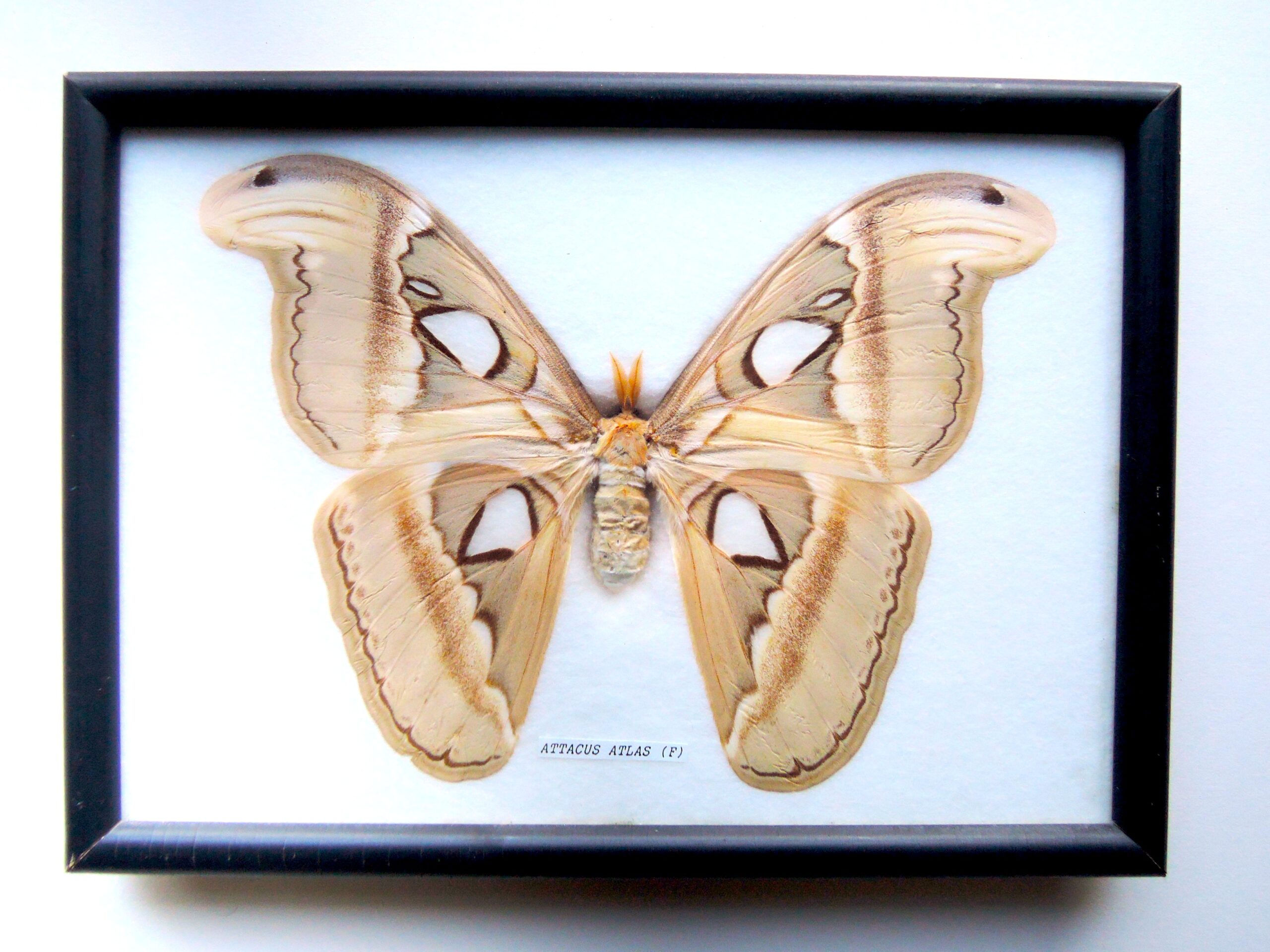 atlas_moth