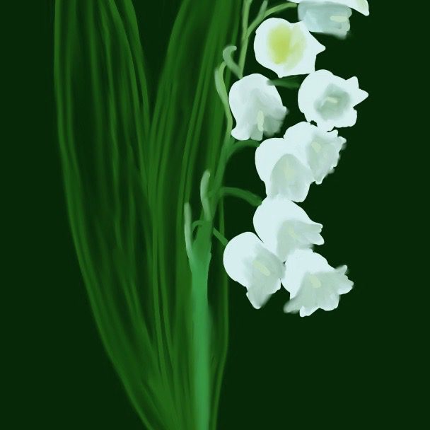 Lily of the valley - Wikipedia