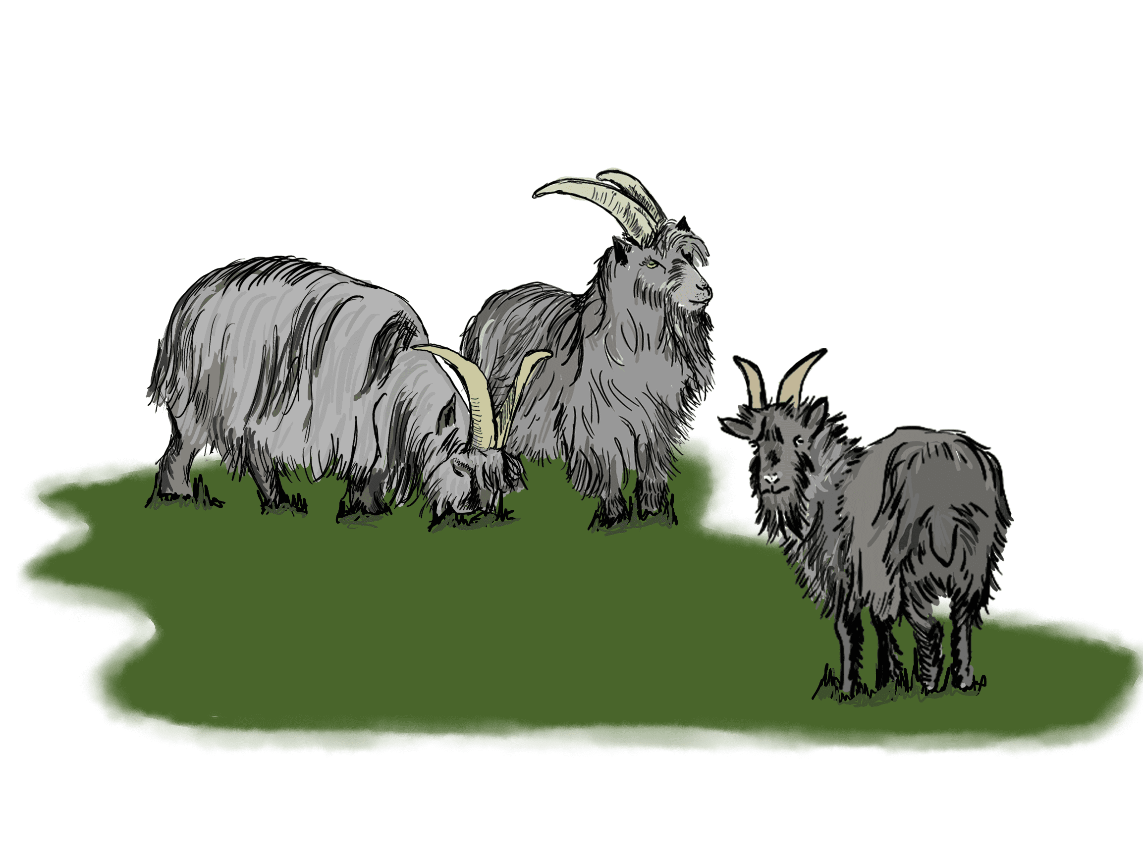 Three goats with attitude