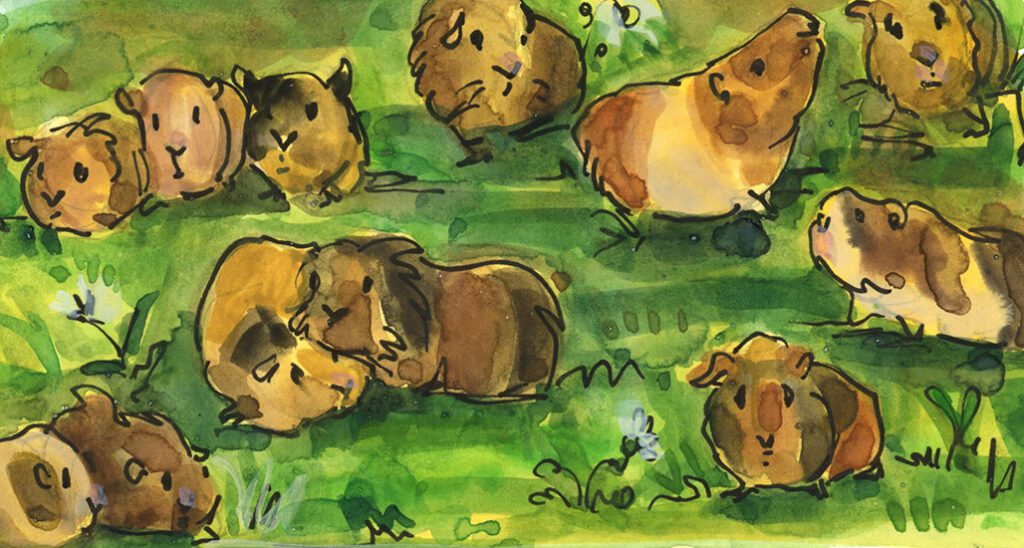 A drawing of guinea pigs gathered in a field