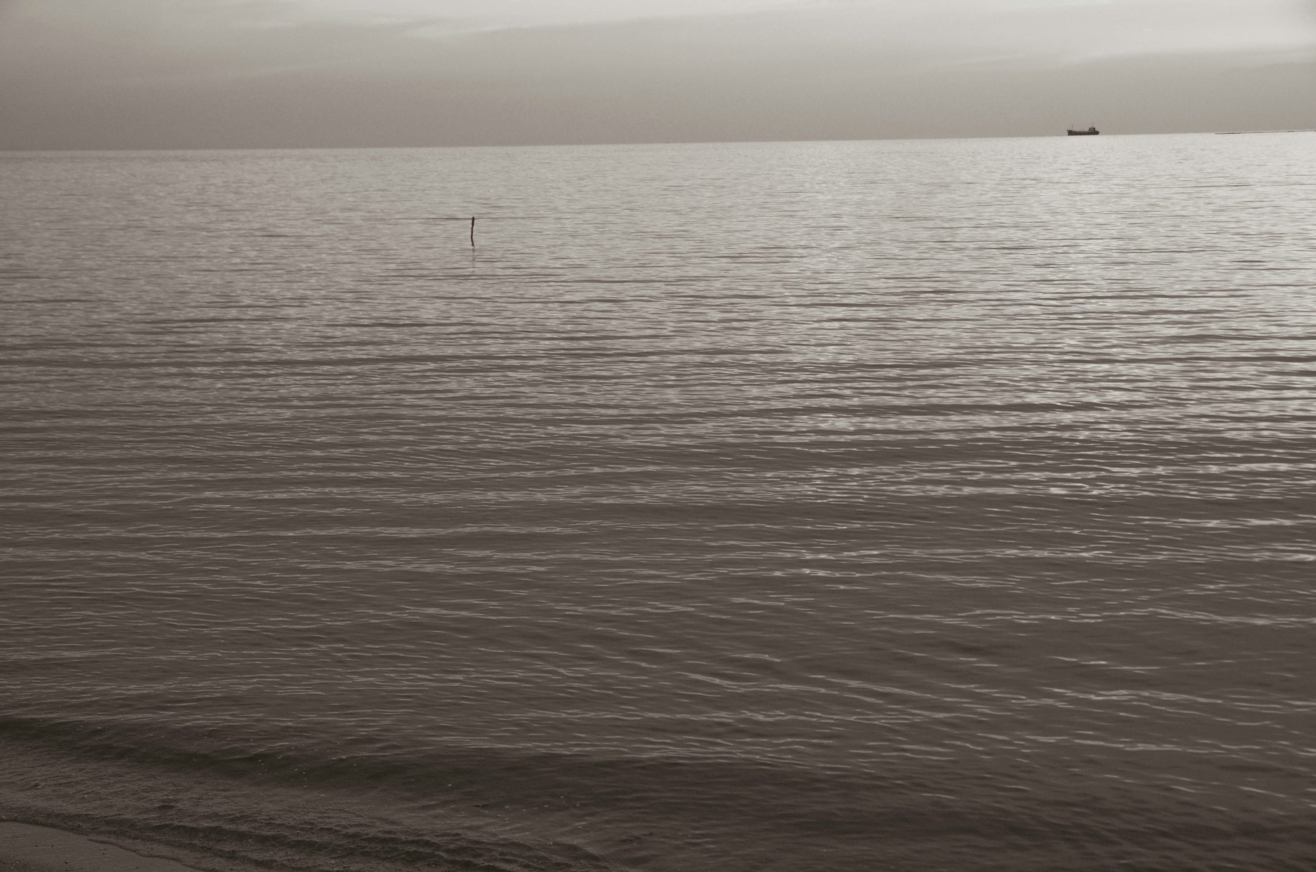 The Lesbian Erotic Poem: Eileen Myles and Gertrude Stein