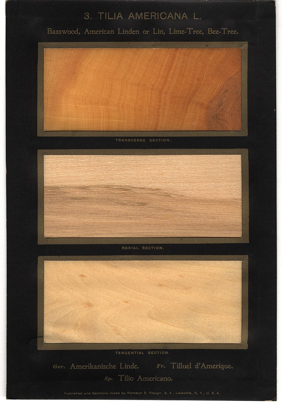American Basswood  (Tilia Americana)