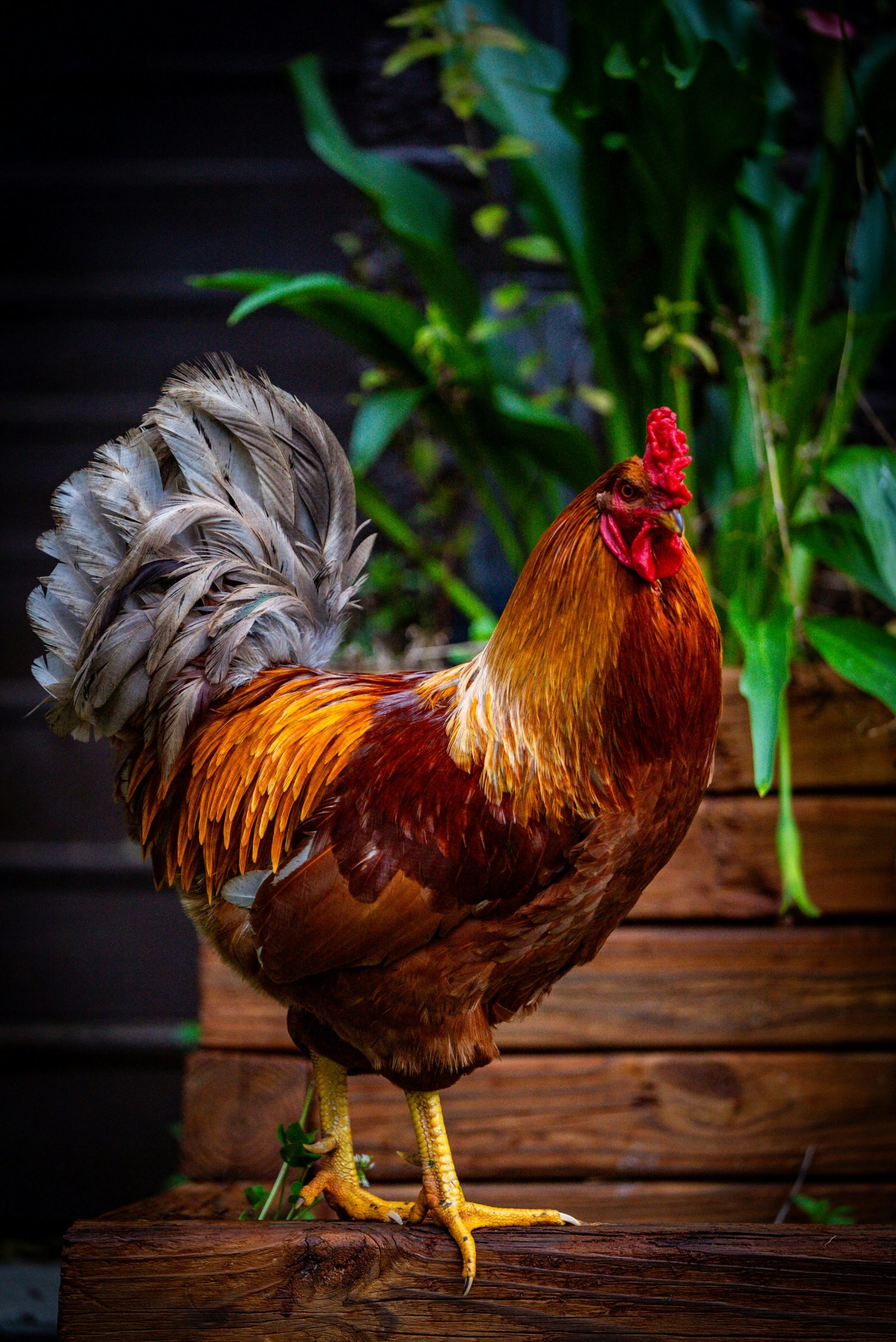 The Rooster
