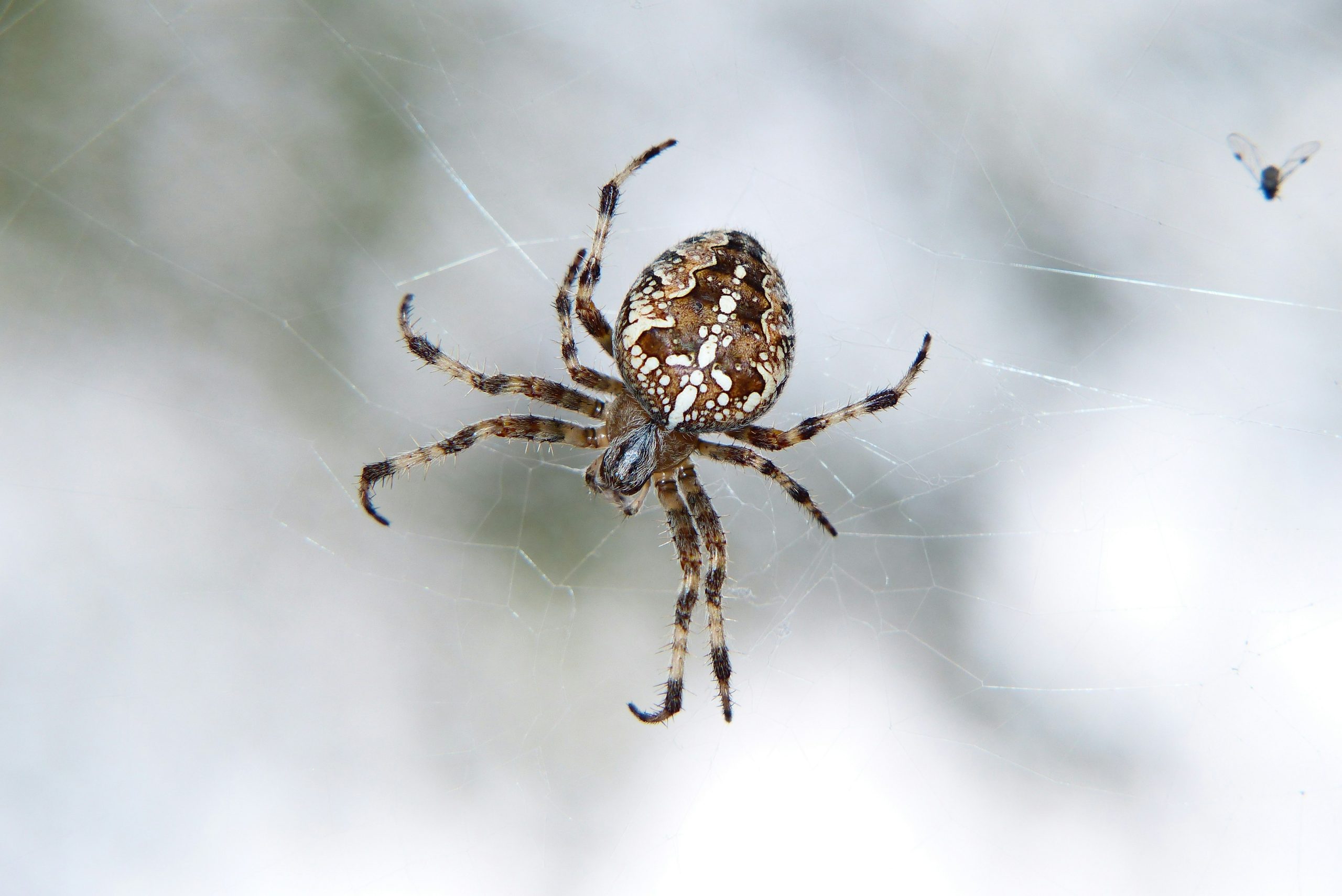 Wolf Spiders