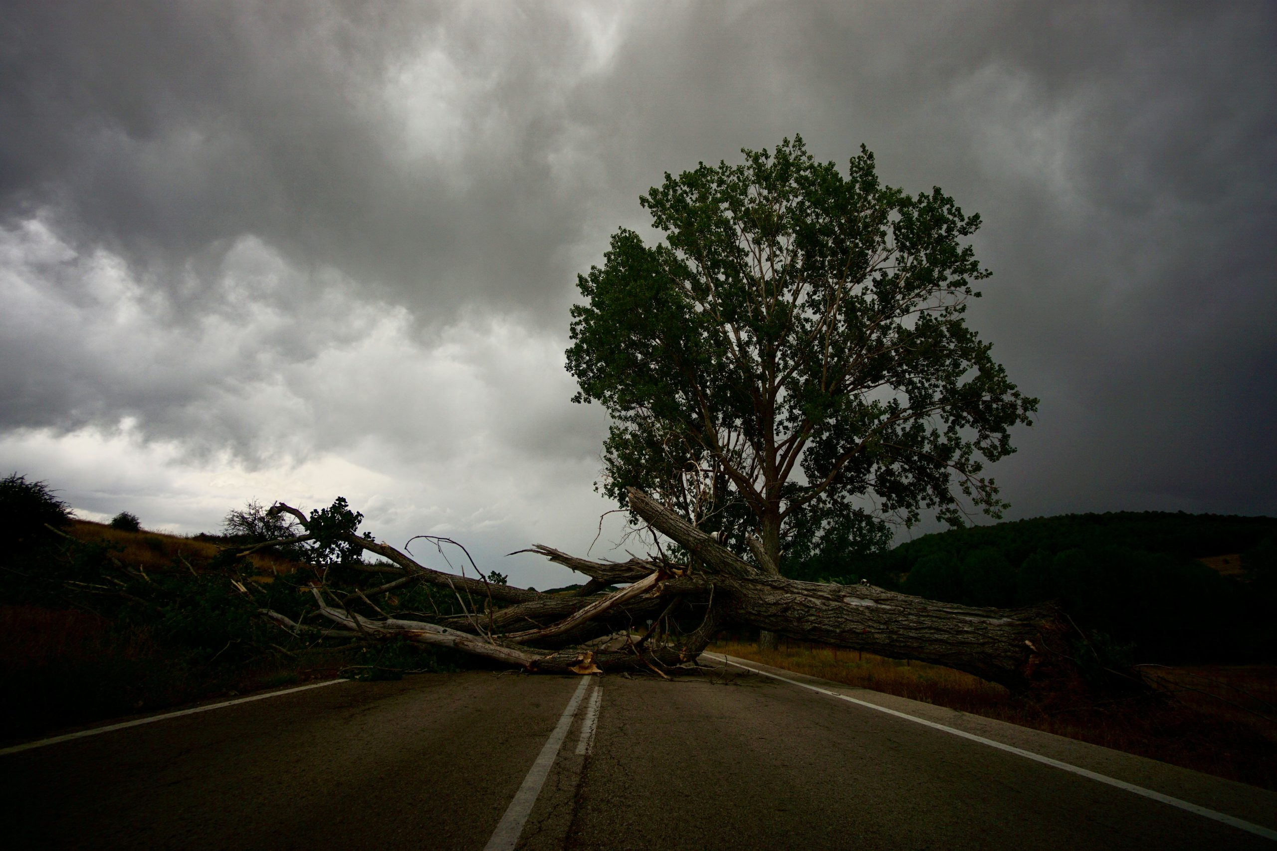 When A Tree Falls