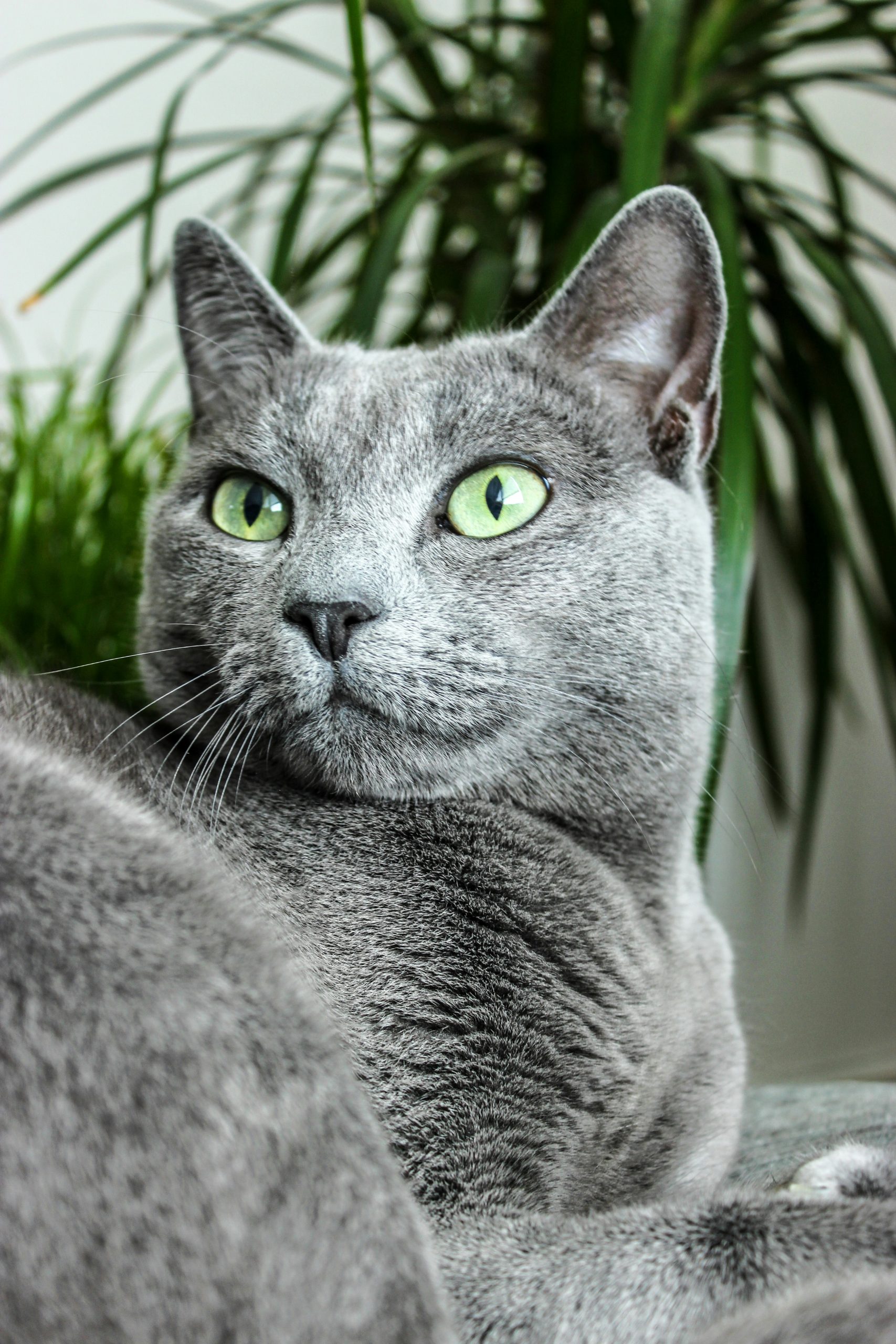 Sunday Scaries: “Little Cat People”